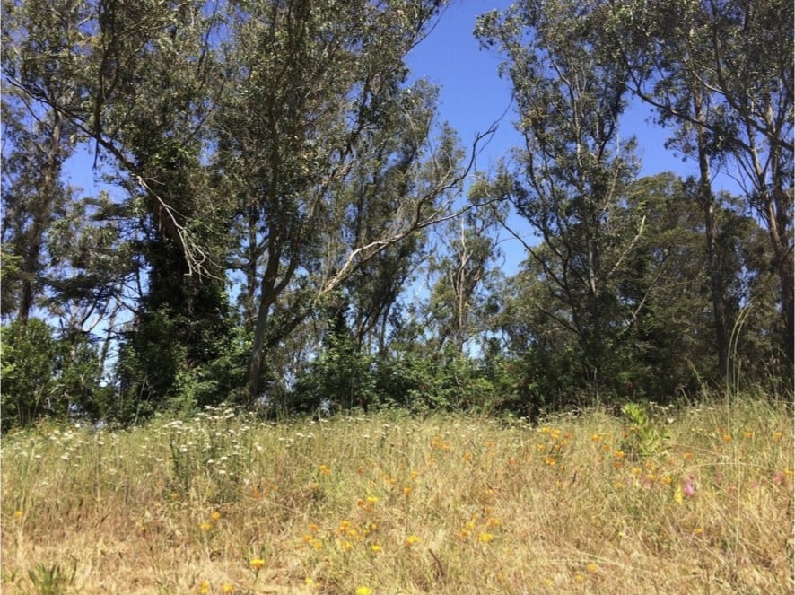 Native plants in the Rotary Meadow on Mount Sutro,