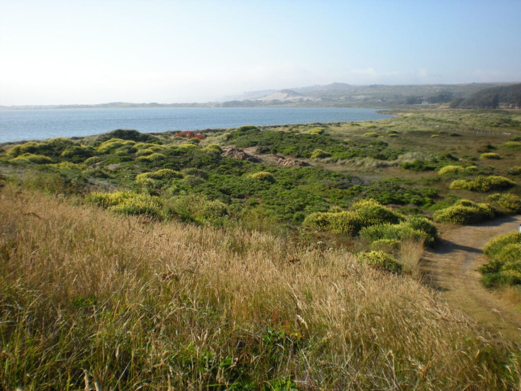 Coastal scrub habitat at Tom's Point