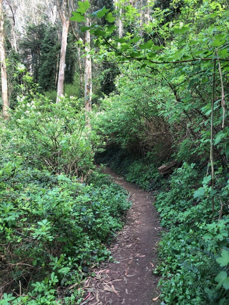 Unrestored portion of Historic Trail 2 on Mount Sutro