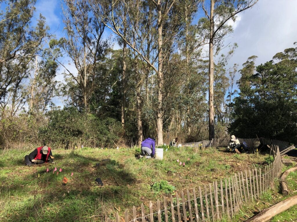Volunteers planting at Mount Sutro's Rotary Meadow