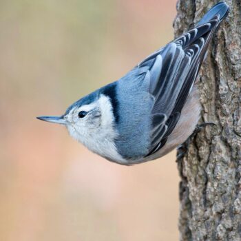 White-breasted Nuthatch by Joseph Mahoney
