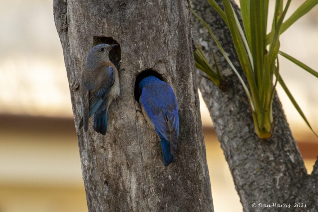 Western Bluebirds at Fort Mason during the Christmas-in-May Count, by fundraising award winner Dan Harris