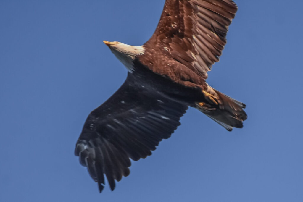 Bald Eagle at Lake Merced during Christmas-in-May Bird Count, by Kaitlin Magoon
