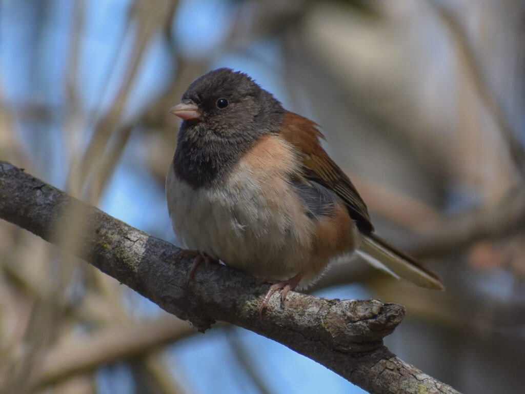 Dark-eyed Junco at Fort Funston during Chtistmas-in-May Bird Count, by Kaitlin Magoon