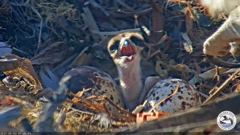Osprey chicks are here!