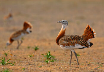 Greater Bustard by Pedro Marques