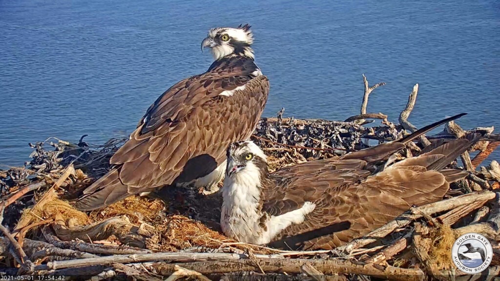 Rose and Richmond on the nest