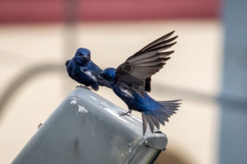 Two Purple Martins by Lisa Alvarez