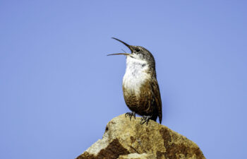 Canyon Wren by Bob Gunderson