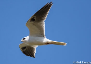 White-tailed Kite during the Oakland Christmas-in-May Bird Count, by Mark Rauzon