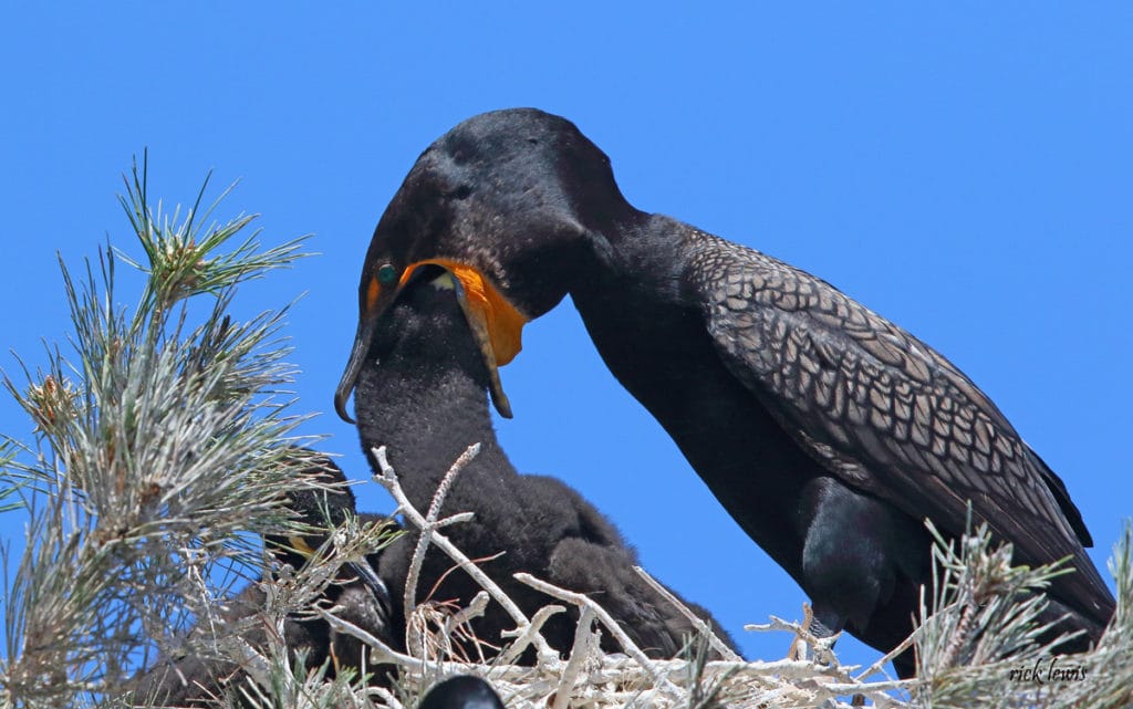 Cormorant feeding young