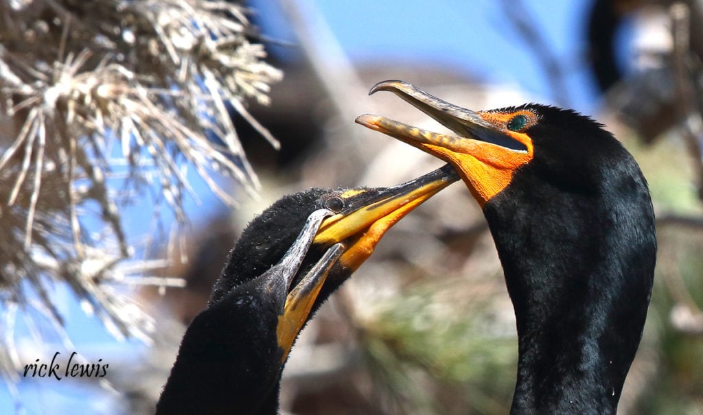 Young cormorant seeking food from adult