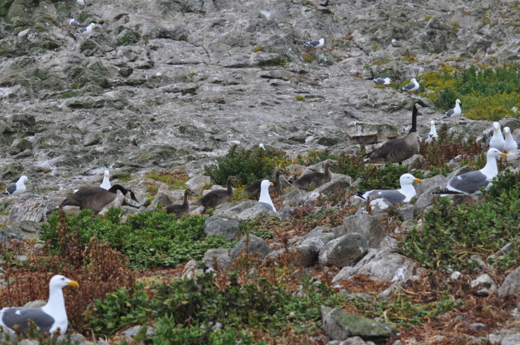 Nesting Gulls on the Farallones