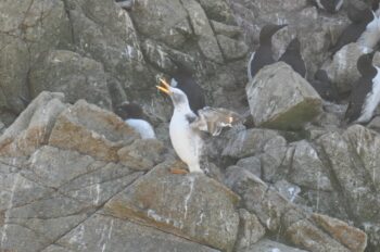 Leucistic Common Murre on the Farallones by Michael Pierson