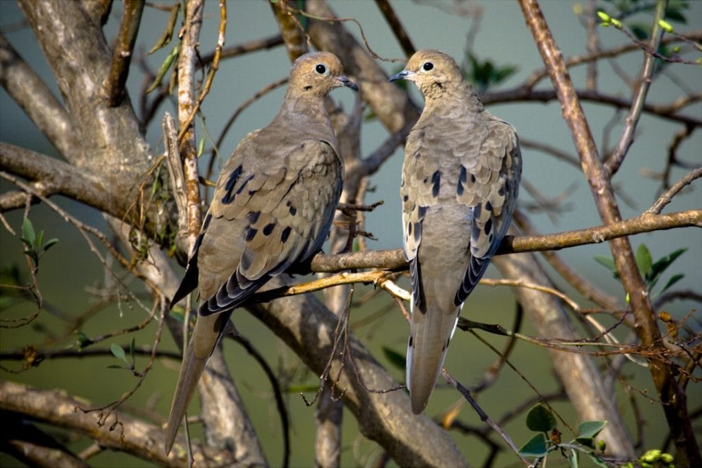 Mourning Dove pair