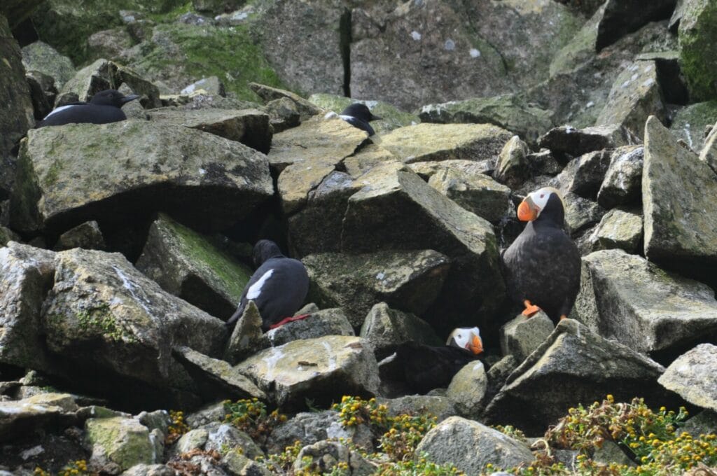 Tufted Puffins and Pigeon Guillemots