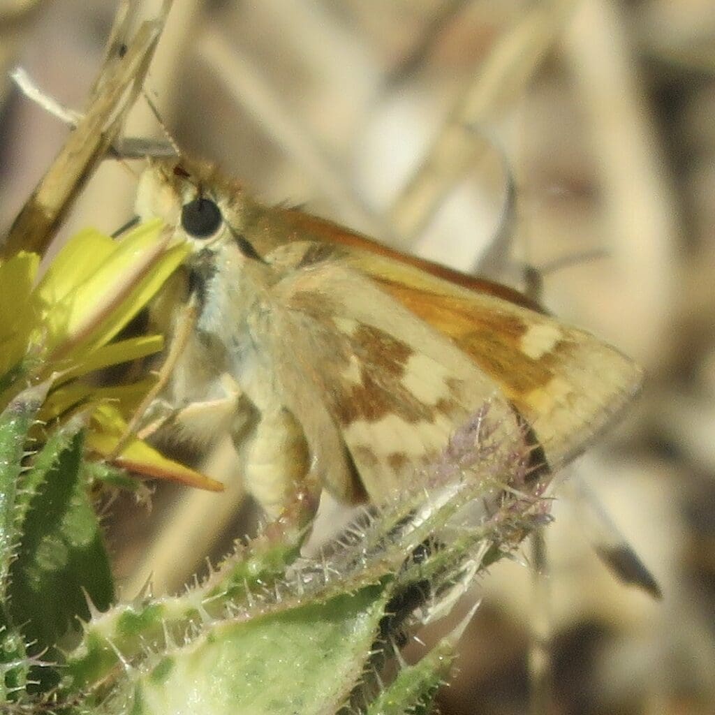 Woodland Skipper butterfly