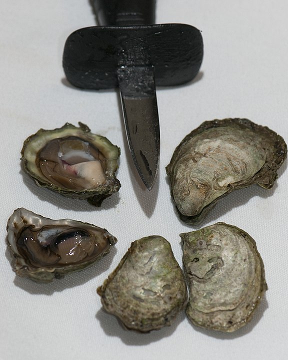 Olympia oysters and shucking knife