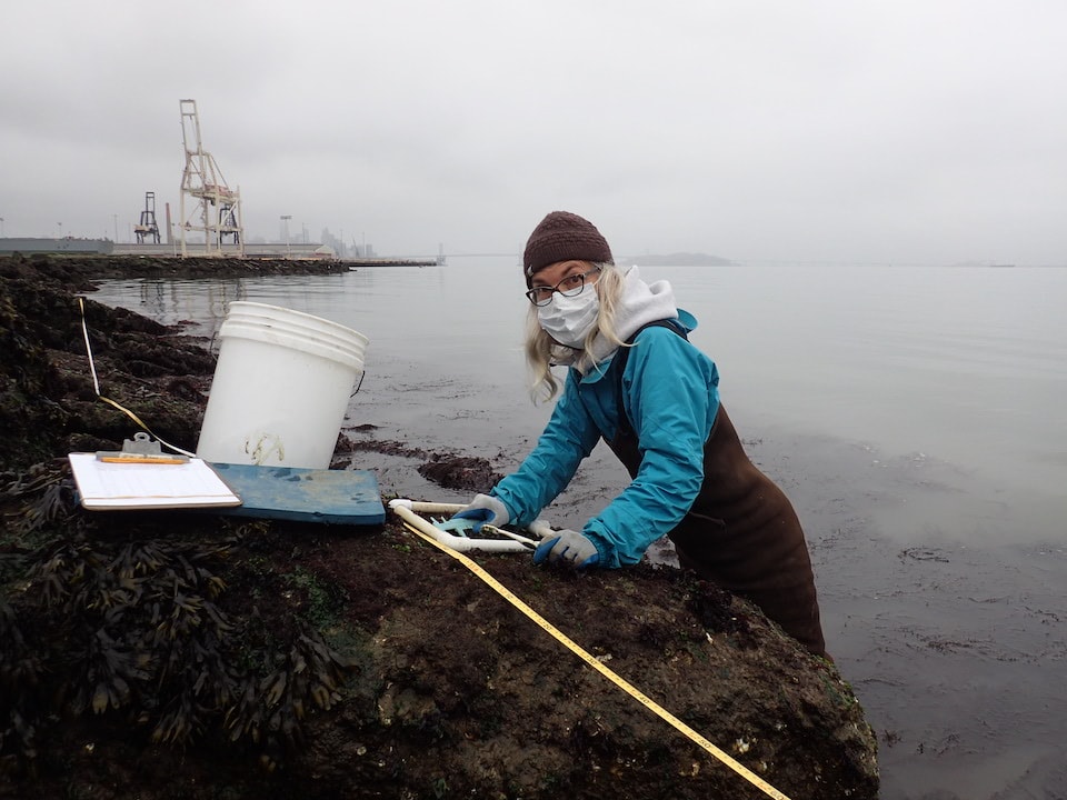 Dr. Chela Zabin counts oysters at Pier 94