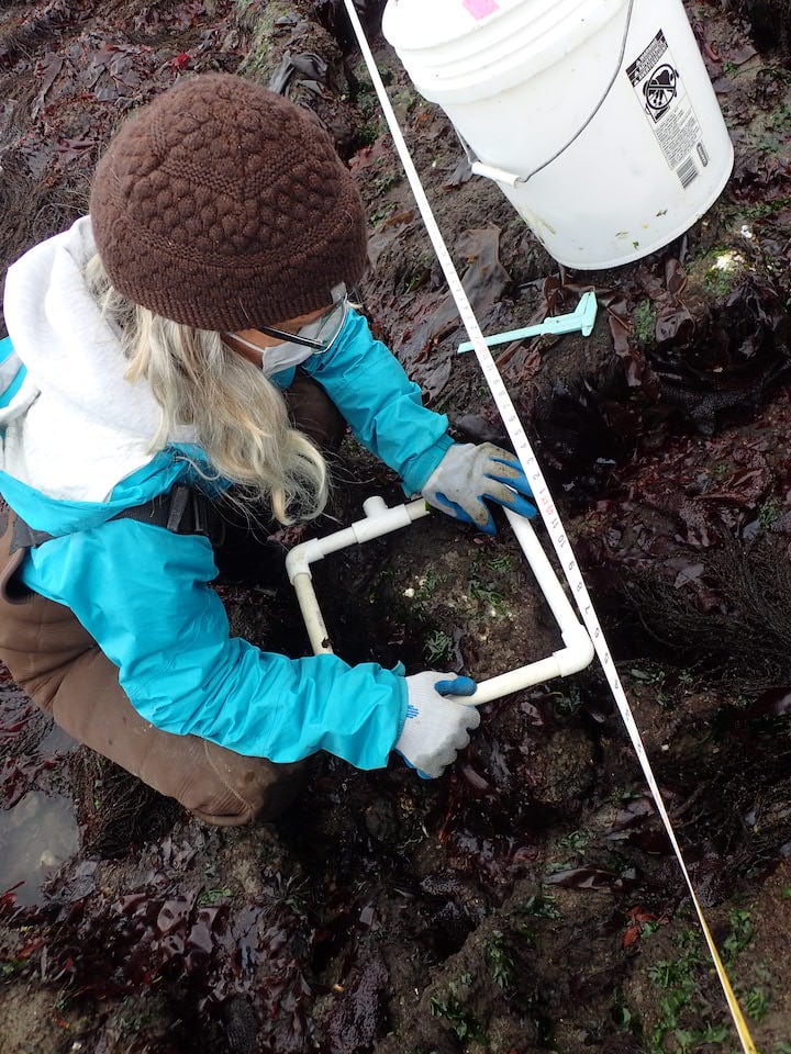 A native oyster test plot at Pier 94