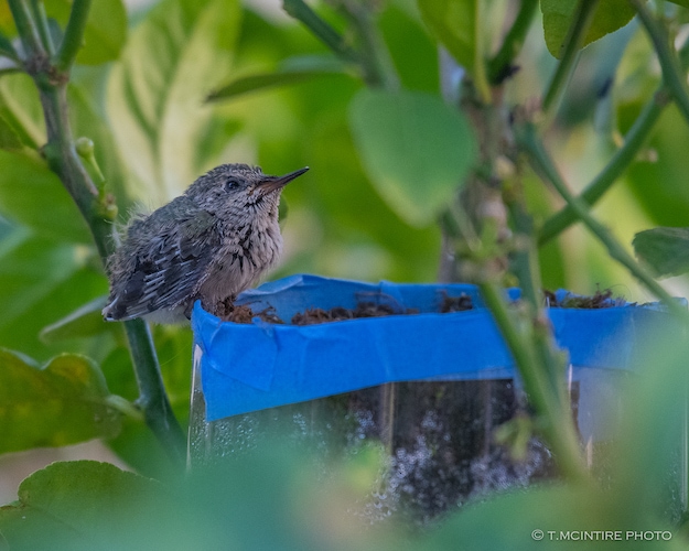 Hummingbird nestling on edge of nest