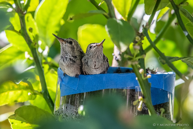 Two hummingbird nestlings