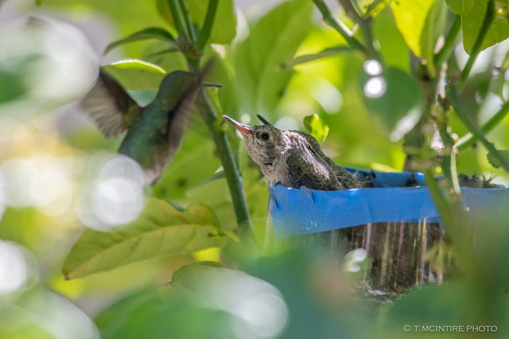 Hummingbird feeding nestlings