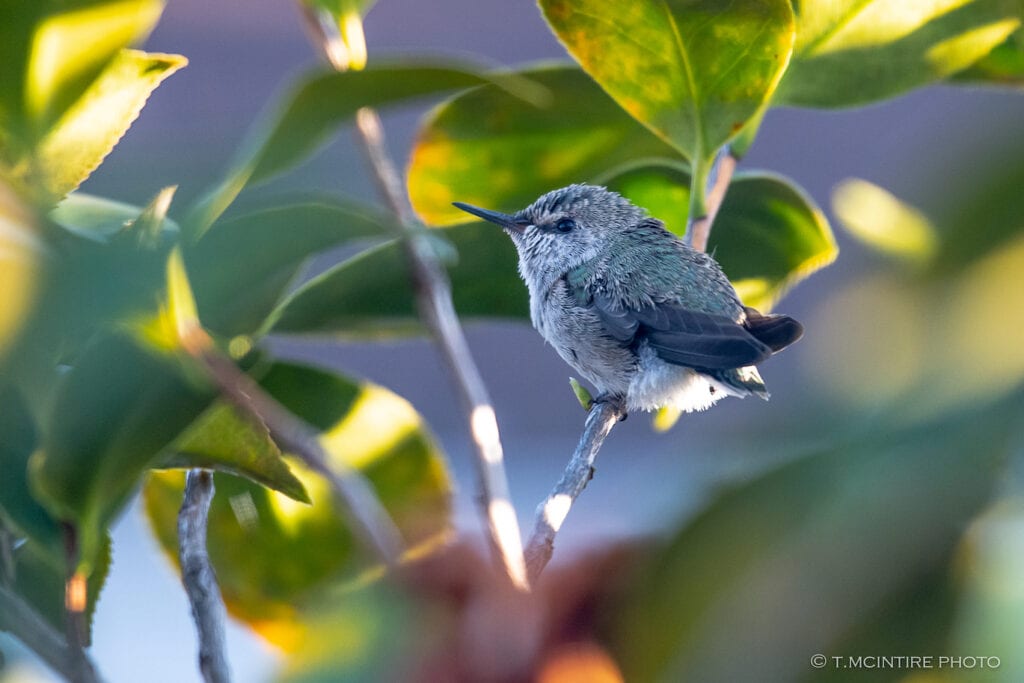 Young hummingbird