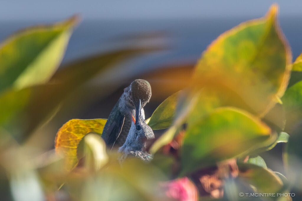 Adult hummingbird feeding young