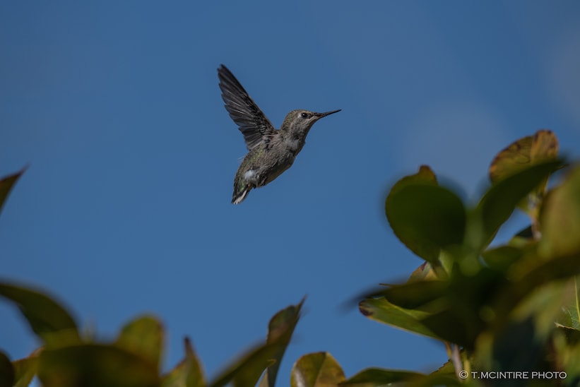 Hummingbird in flight