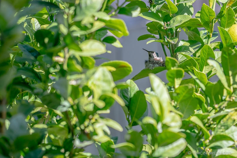 Hummingbird nest