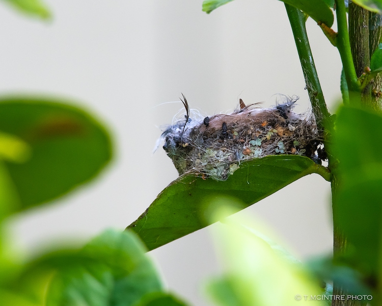 Hummingbird chick