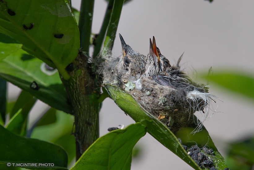 Two hummingbird nestlings