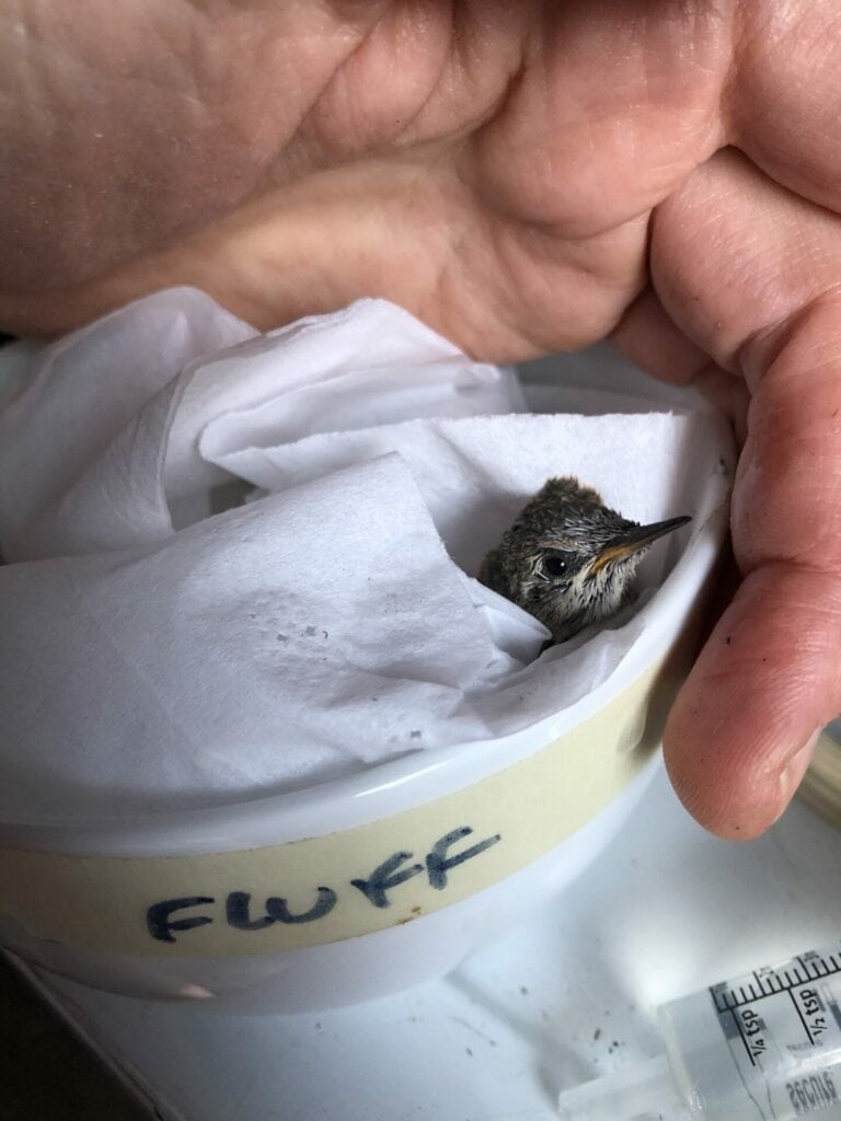 Hummingbird in bowl