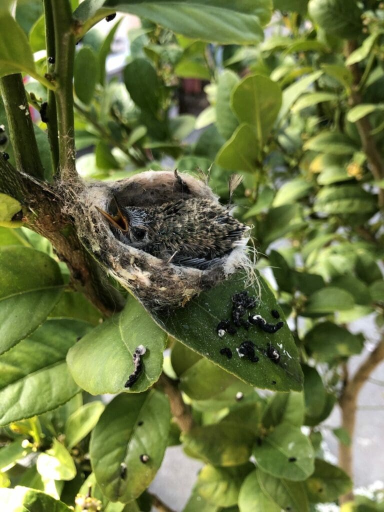Hummingbird nestling