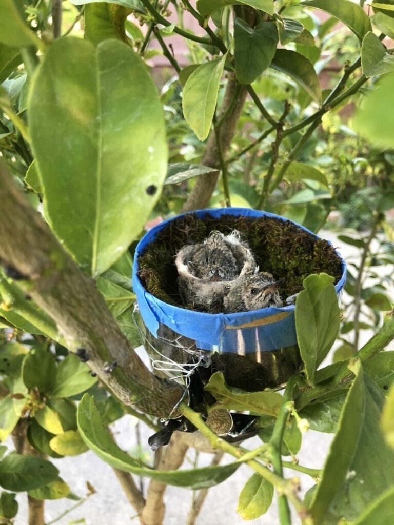 Hummingbirds in homemade nest
