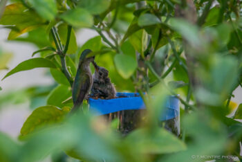 Mother hummingbird feeding young