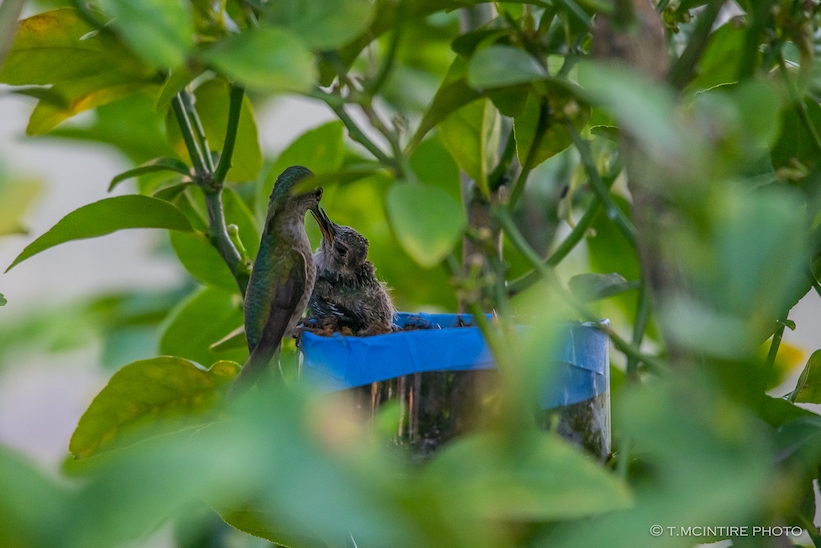 Mother hummingbird feeding young
