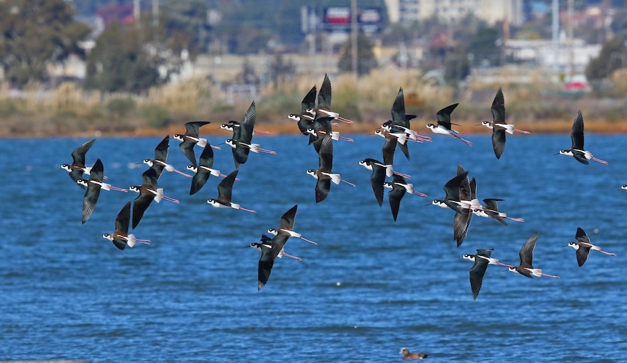 Black-necked Stilts at MLK Shoreline