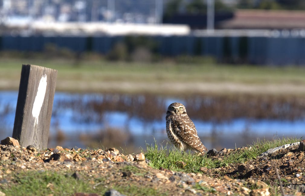 Burrowing Owl in meadow at MLK Jr. Regional Shoreline