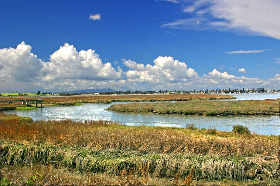 Arrowhead Marsh