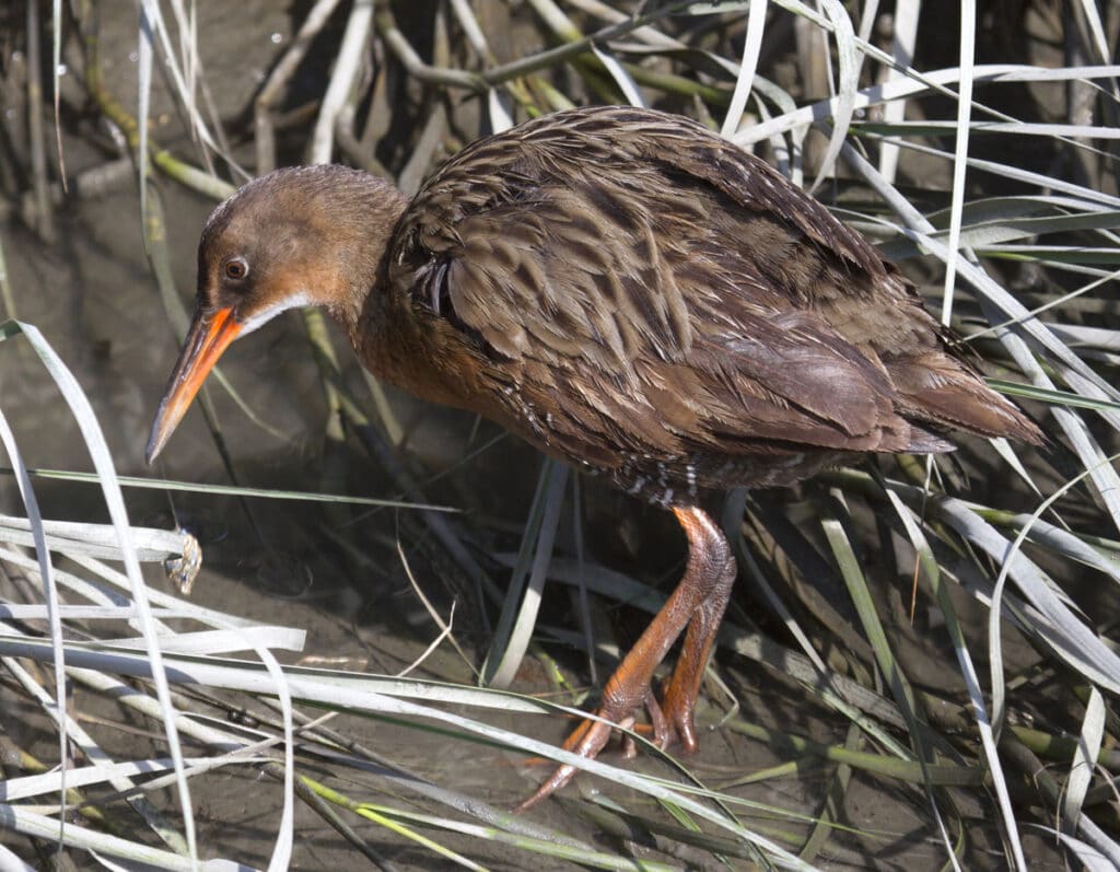 Ridgway's Rail at Arrowhead Marsh