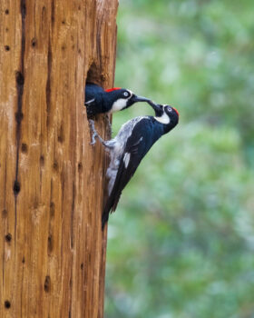 Acorn Woodpeckers