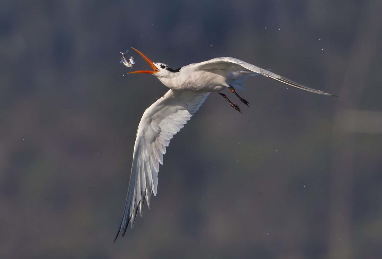 Elegant Tern