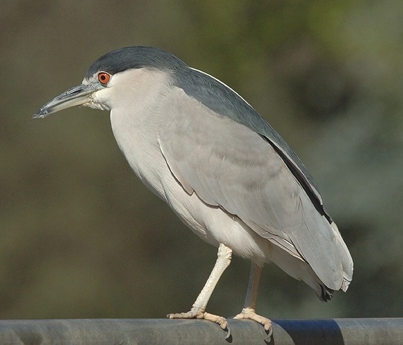 Black-Crowned Night Heron