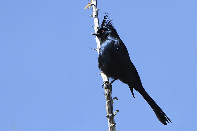 Phainopepla