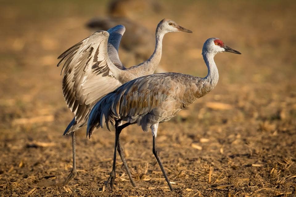 Sandhill Crane - eBird