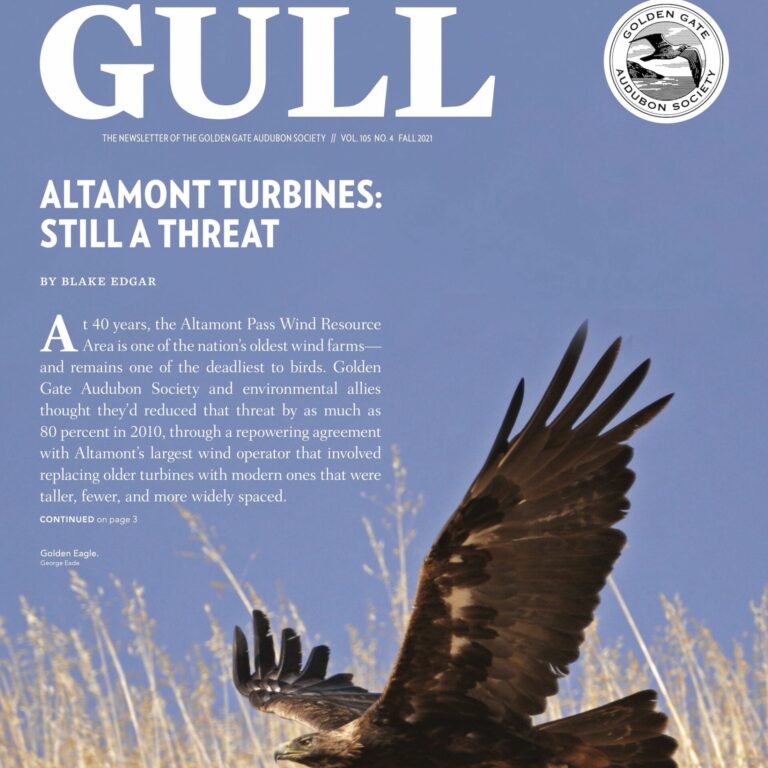 Fall 2021 Gull is now online