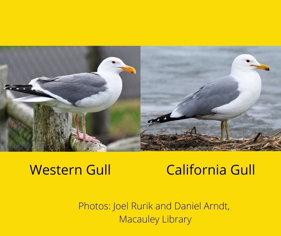 Western Gull