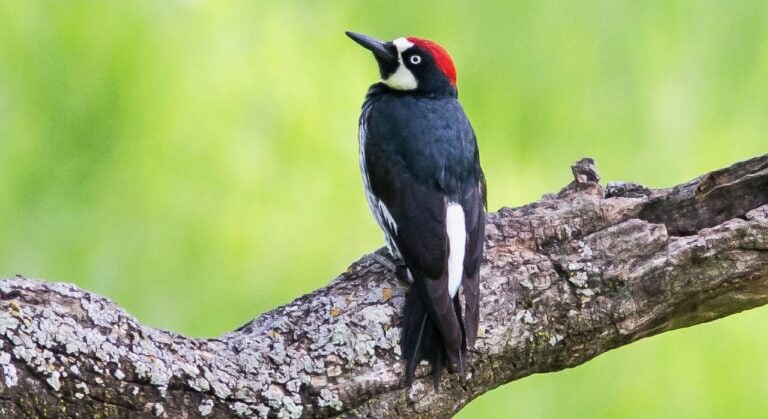 Acorn Woodpecker by Larry Hollowood